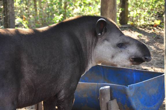 Anta se alimenta em área no Aquário Natural, em Bonito, no Mato Grosso do Sul